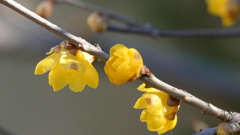 ソシンロウバイの季節