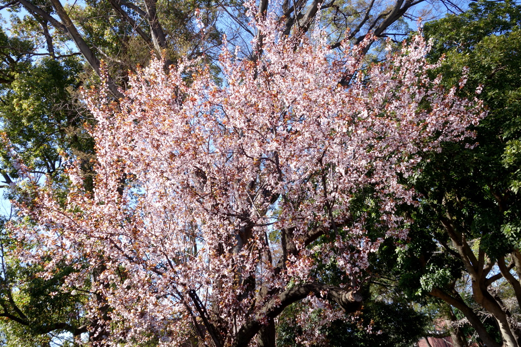 上野公園のコーヒーテラスの脇に咲くアカバ桜(アカハスモモ)