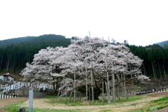 今回は観光バスのアキマチで日本三大桜・根尾谷薄墨桜行ってきた