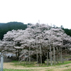 今回は観光バスのアキマチで日本三大桜・根尾谷薄墨桜行ってきた
