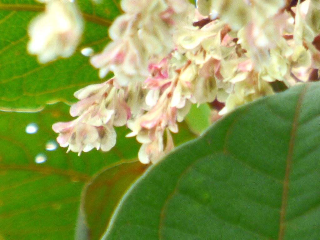 イタドリ、春の新芽は酸味があって食べられる