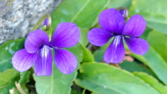 冬至にすみれが