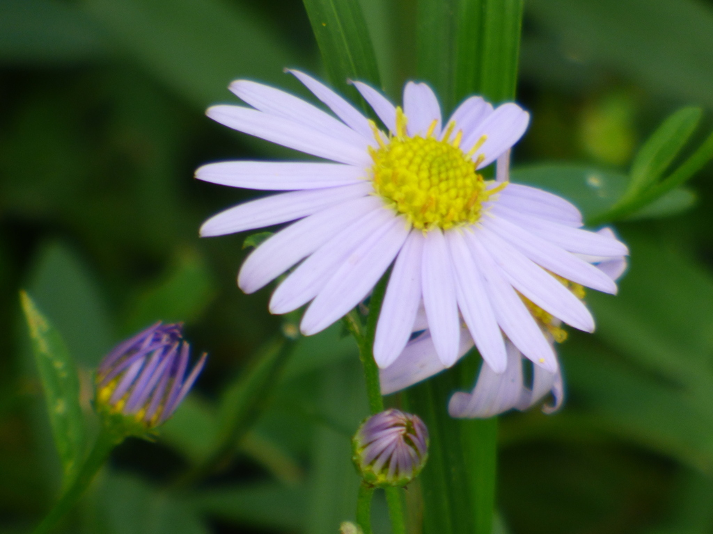 秋の河原のノコンギク