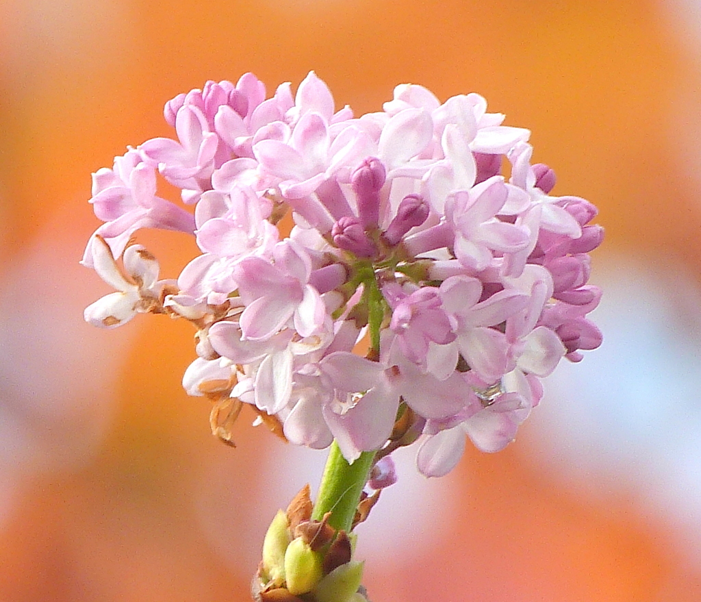 秋のライラック