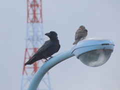 仲がいいのかな,右の鳥はチョウゲンボウバックのタワーは珍百景などでおなじみの