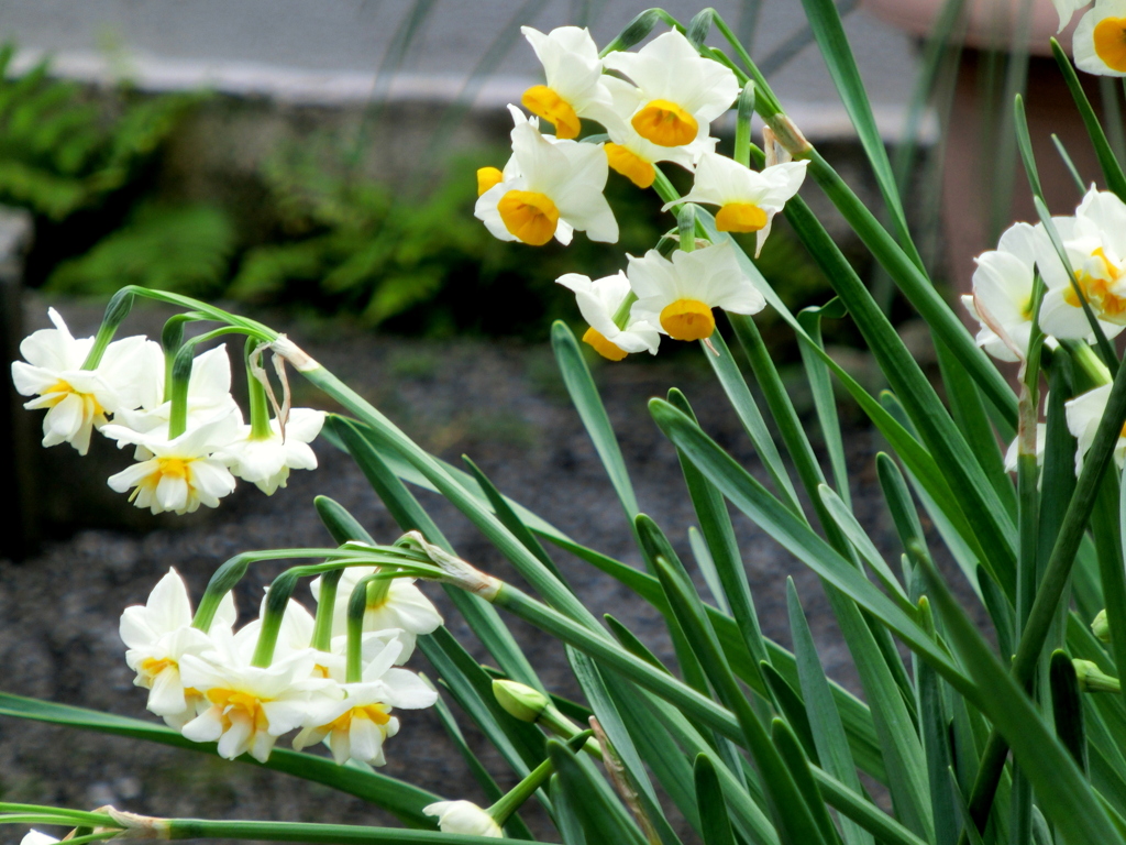 町屋の民家の二ホンズイセン八重のものも混じる