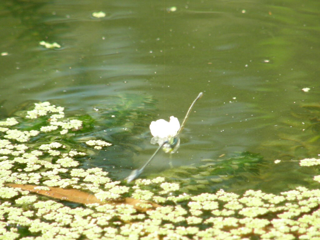 水元公園はモノサシトンボの生息地なのですが