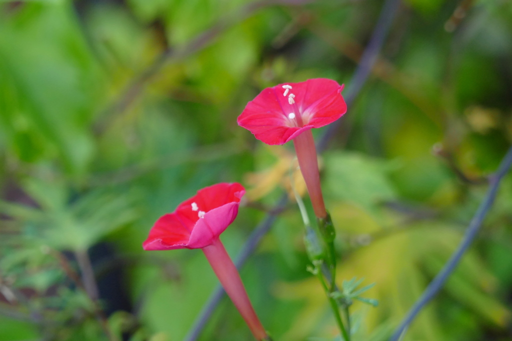 羽衣ルコウソウ