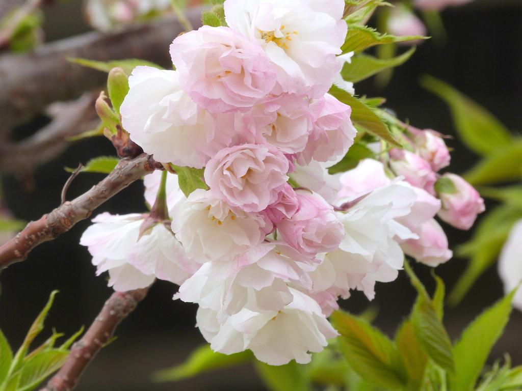 荒川土手の雨宿桜