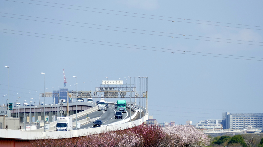 荒川扇大橋から荒川堤の里ザクラ群と高速