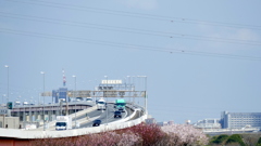 荒川扇大橋から荒川堤の里ザクラ群と高速