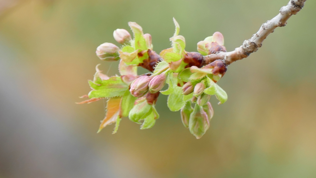 里ザクラの御衣黄の蕾