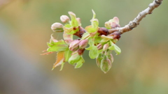 里ザクラの御衣黄の蕾