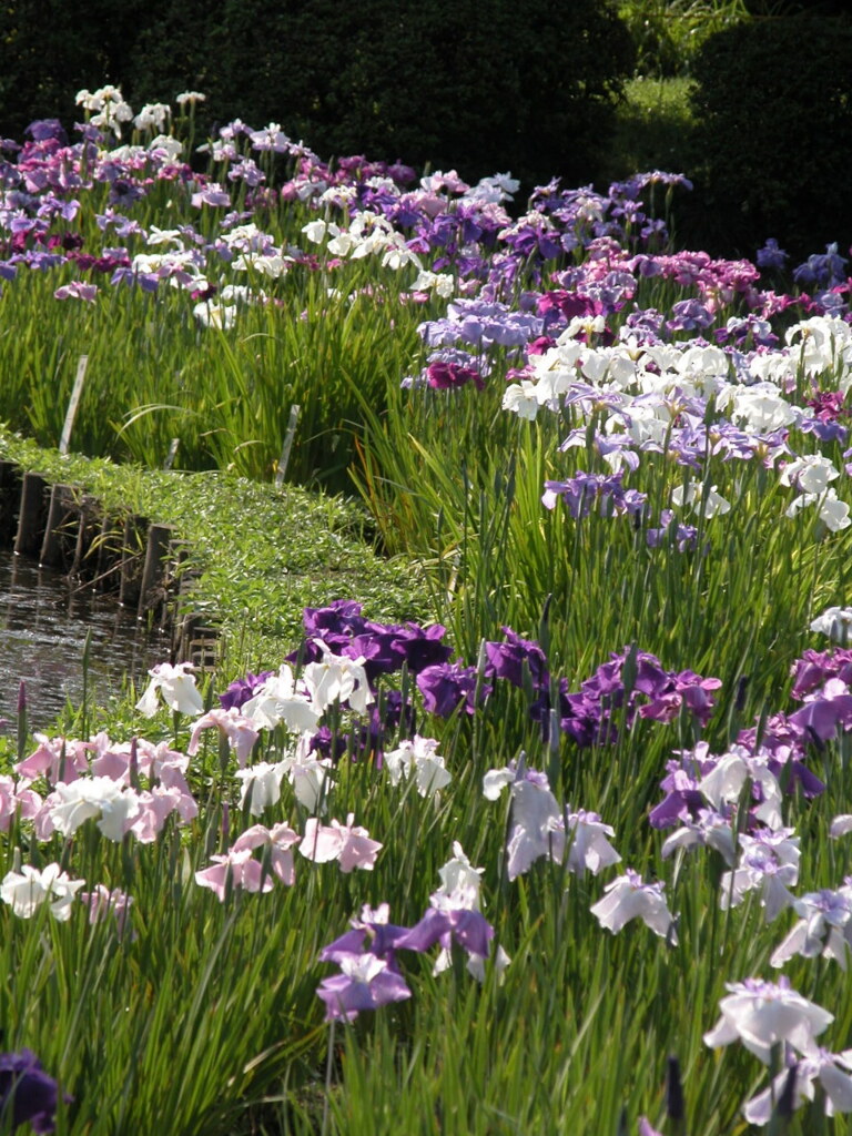 小石川植物園の花菖蒲