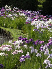 小石川植物園の花菖蒲