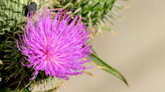 ごぼうのはなではない