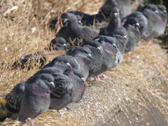鳩の日向ぼっこ