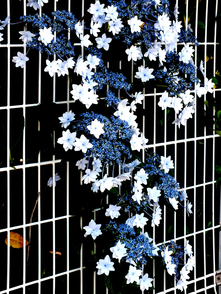 柵の紫陽花・すみだのはなび