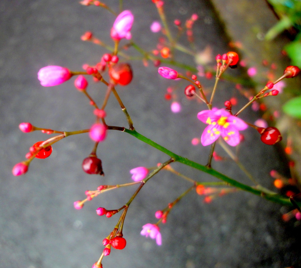 雨のハゼランの花