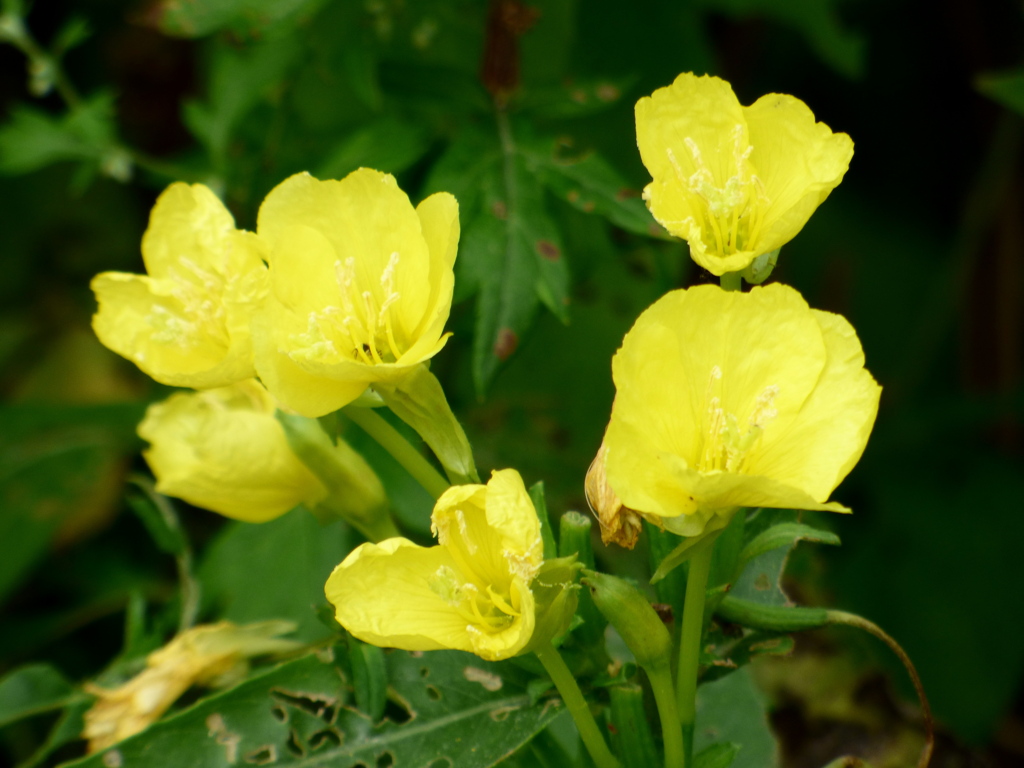 アレチマツヨイグサ