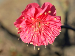 街路に植えた良い匂い紅梅