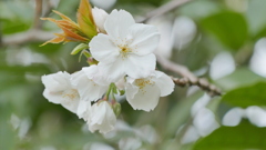 里ザクラの太白