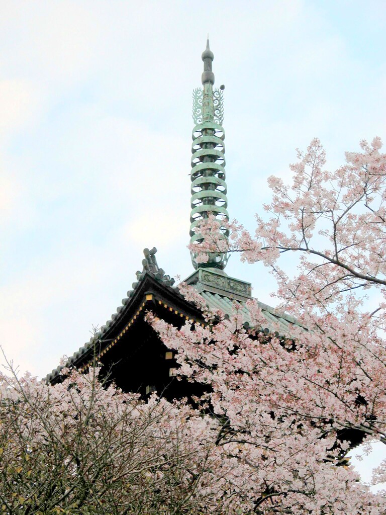 上野五重塔とソメイヨシノ