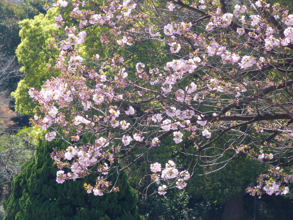 芝のホテルの入り口の御車返しの桜