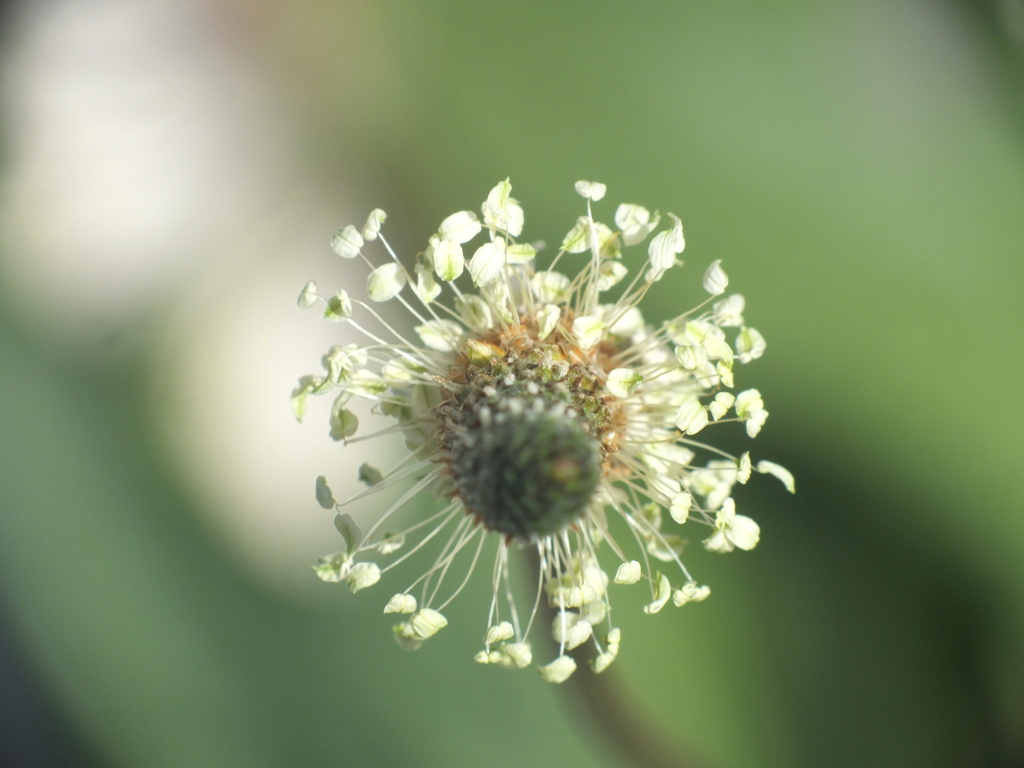 空き地にたくさん生えてたヘラオオバコの花