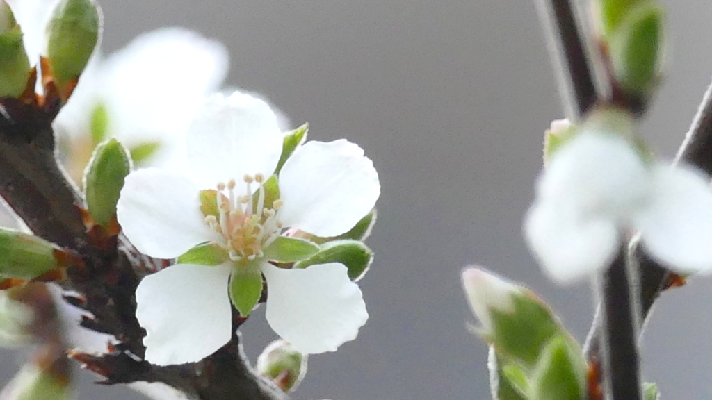 ゆすら梅のしべ