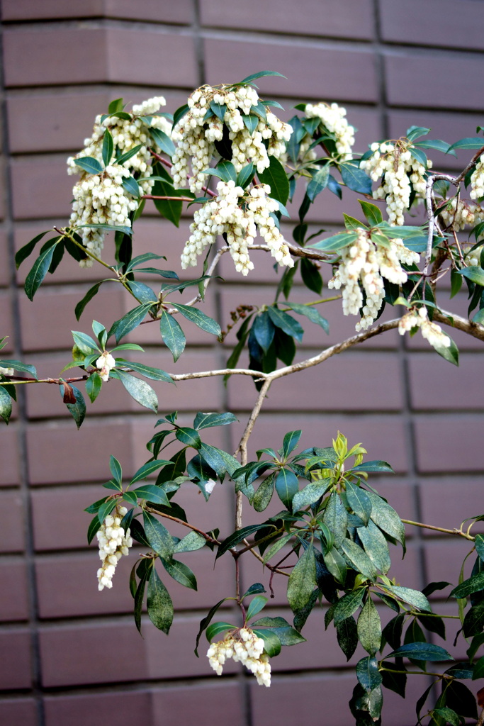 1-DSC０２５１３町屋のマンションの花壇の馬酔木