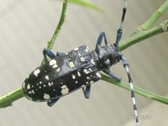 自宅のブドウの木にゴマダラカミキリ