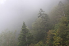 桧等の針葉樹のの間の山の層雲