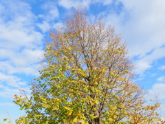 汐入公園の菩提樹の空