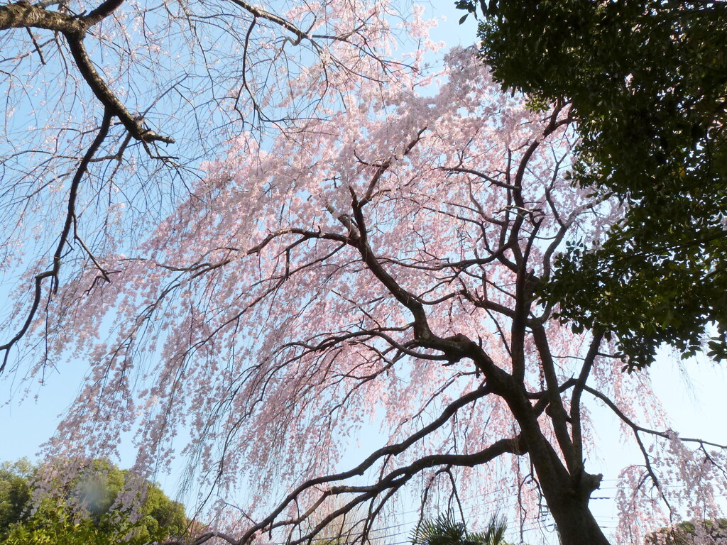 常緑樹の先の紅枝垂桜