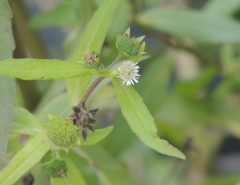 荒川土手下のたかさぶろう