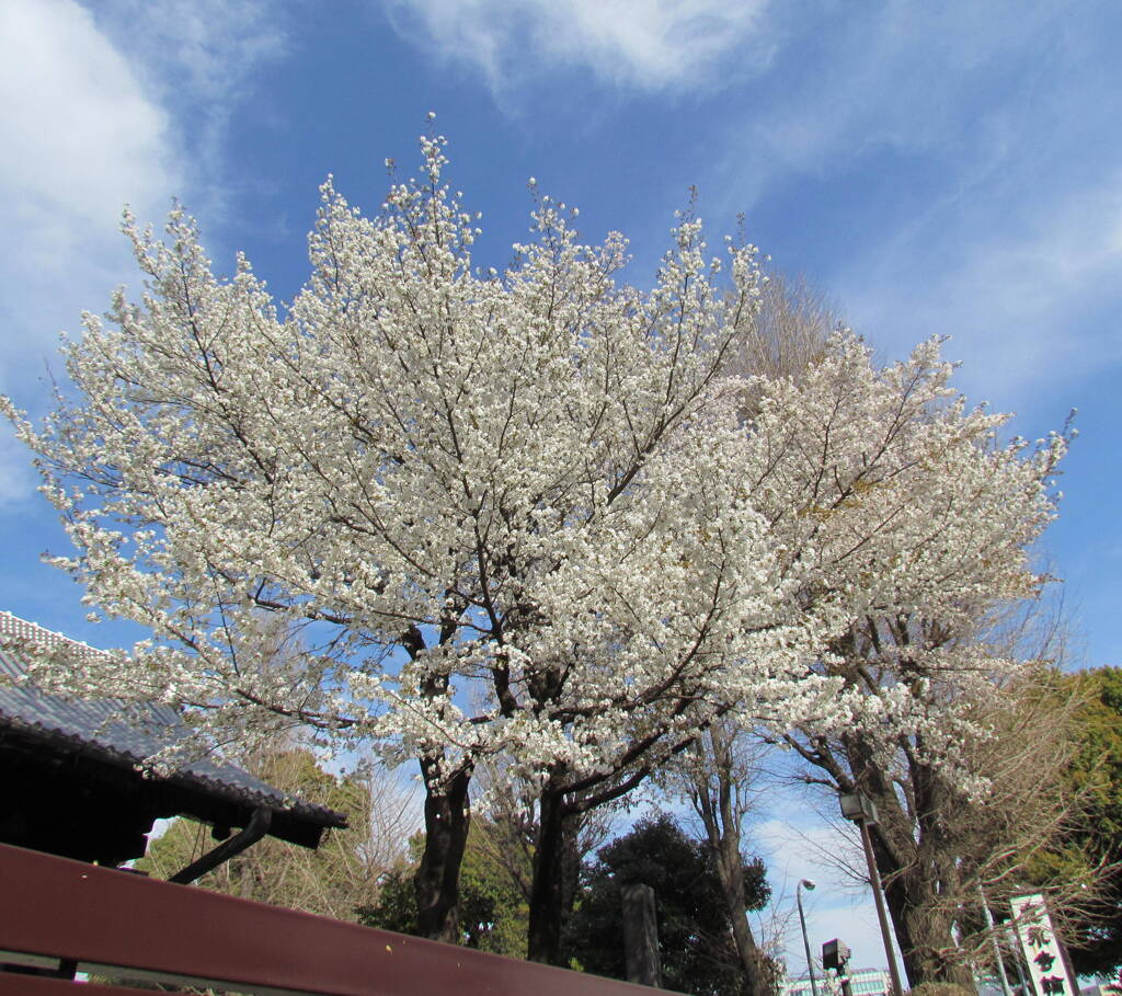上野輪王殿の大きい山桜,と高積雲、（オオヤマザクラは赤い）