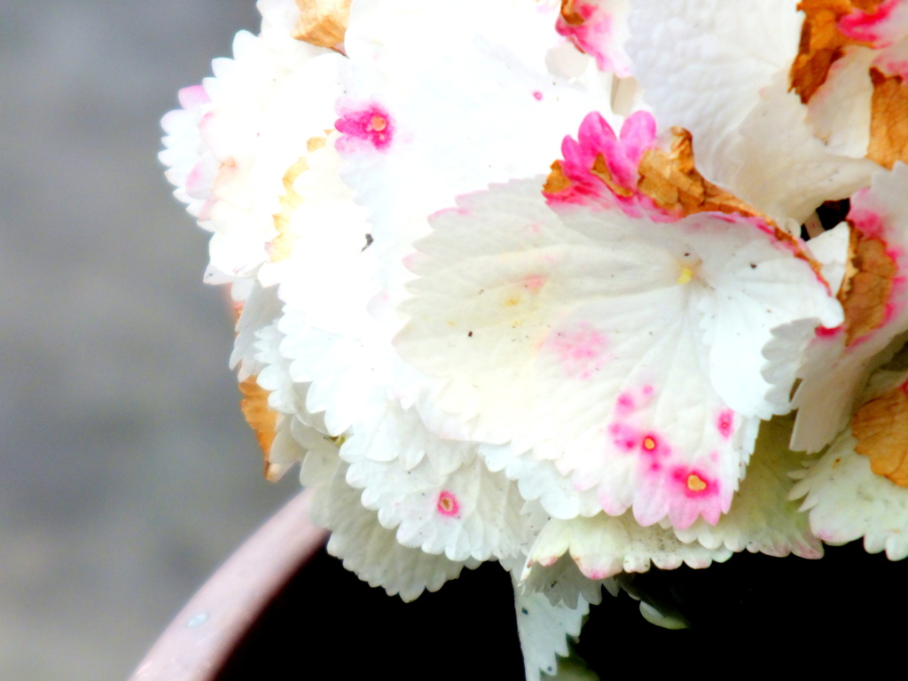 これ紫陽花園芸品種