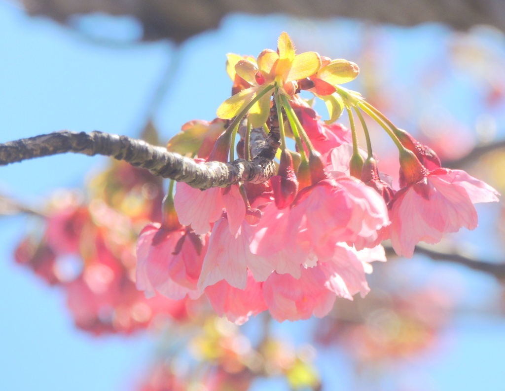 汐入土手の陽光桜