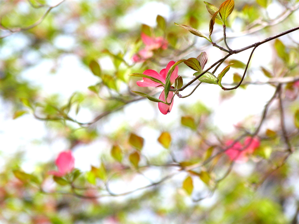 一輪の赤いハナミズキ