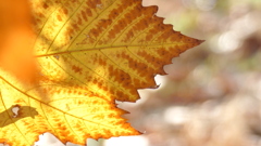 紅葉したプラタナスの葉の葉脈