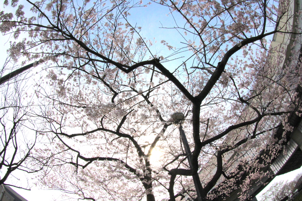 足立区都市農業公園のバス停の江戸彼岸桜