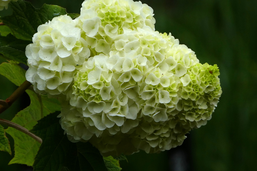 アナベル紫陽花