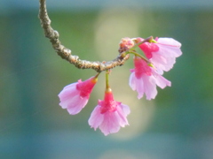 柳原千草園の変わった品種の寒緋桜