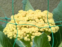 民家の家庭菜園カリフラワー