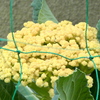 民家の家庭菜園カリフラワー