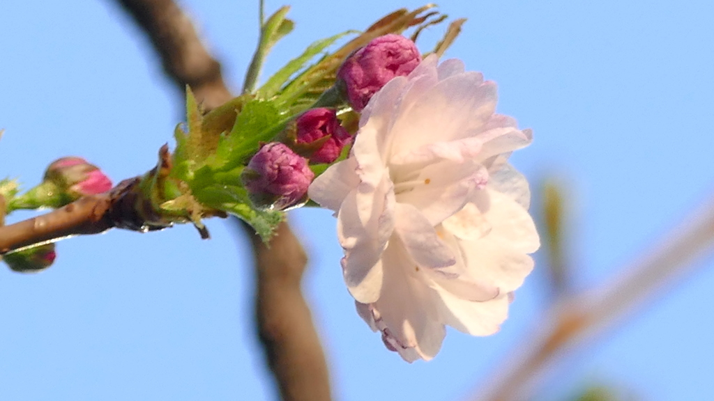 夕日の早咲き一葉桜の蕾と花