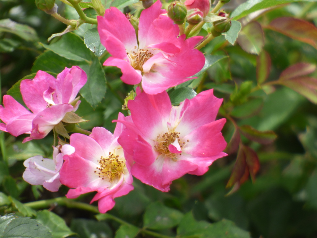 隅田川沿いの公園の薔薇・エドュワールモネ