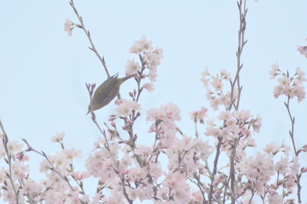 陽当たりは良くないのですが、満開の十月桜に
