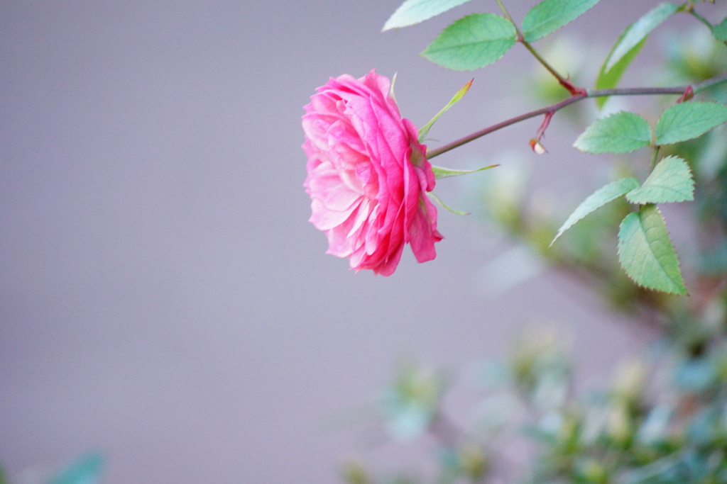 町屋の民家のピンクの薔薇